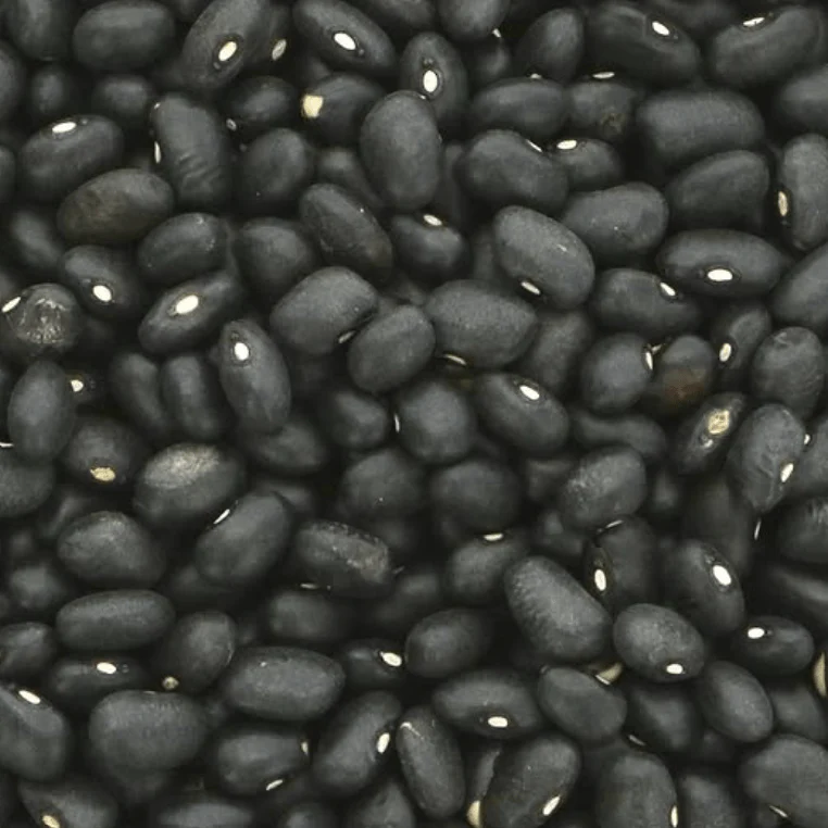 Haricot nain 'Nicaraguan Black Turtle' bio