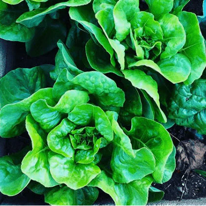 Laitue 'Buttercrunch' bio