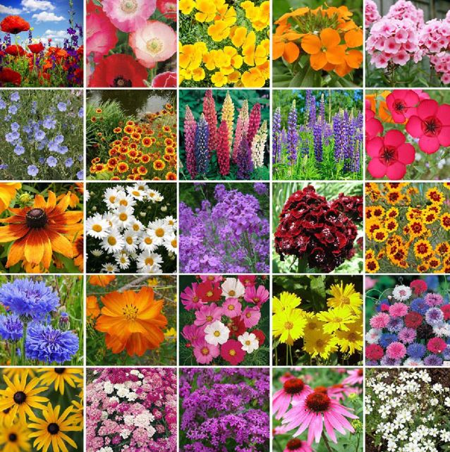 Mélange fleuri sauvage 'Northeast WildFlower Mix' bio