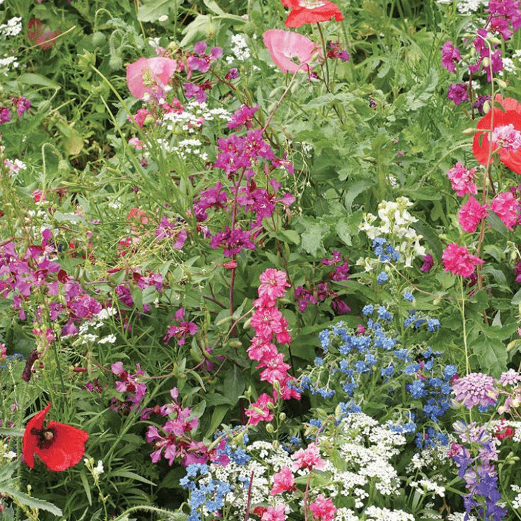 Mélange fleuri sauvage 'Shade-Loving Wildflower Mix' bio