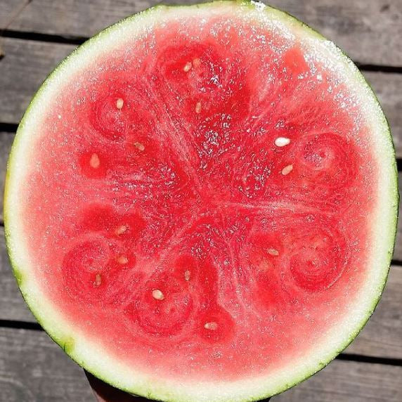 Melon d'eau 'Halbert Honey' bio