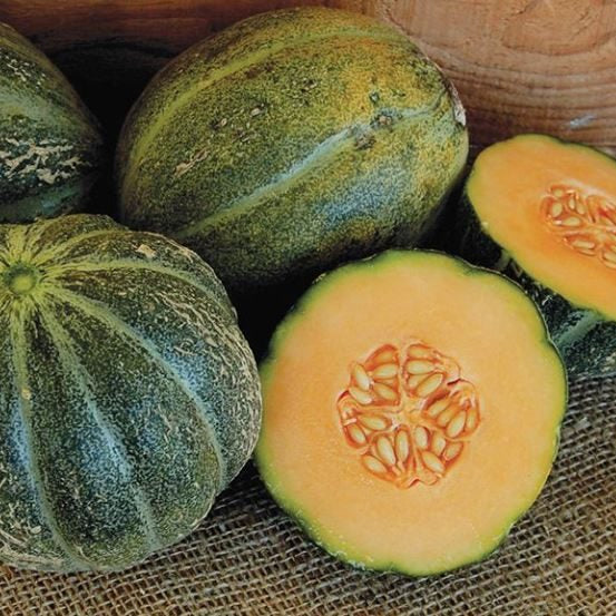 Melon 'Emerald Gem' bio