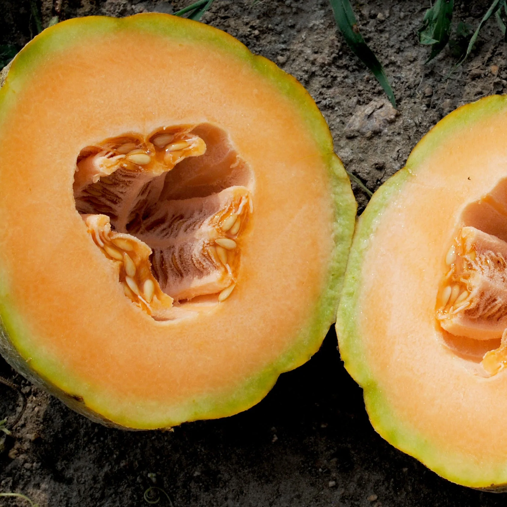 Melon 'PMR Delicious 51' bio