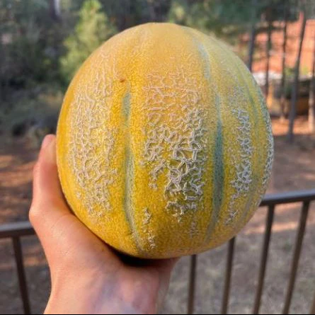 Melon 'Sweet Granite' bio