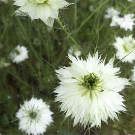 Nigelle 'Miss Jekyll White' bio