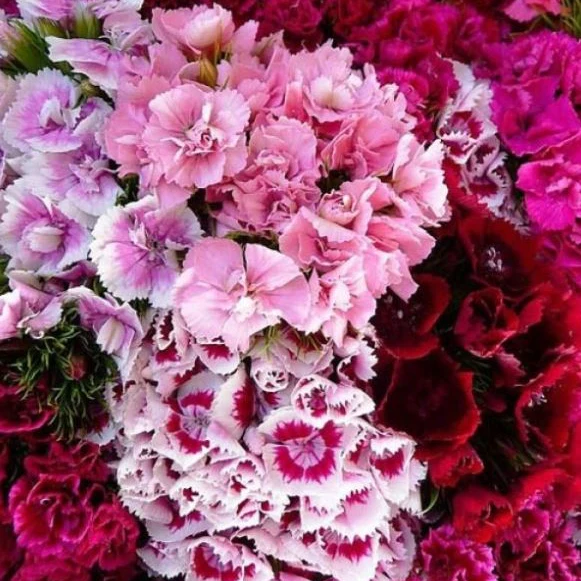 Oeillet mignardise 'Dianthus Double Choice Sweet William Mix' bio
