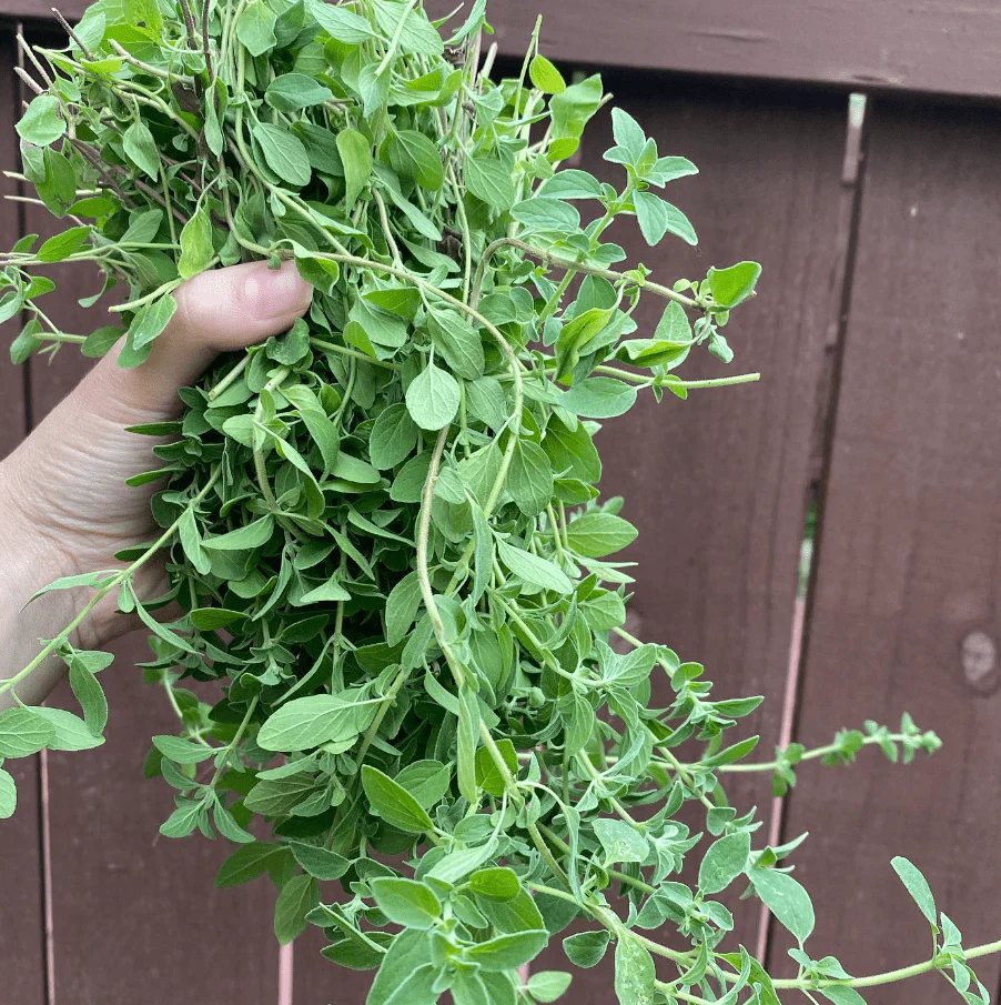 Origan 'Common Italian Oregano' bio