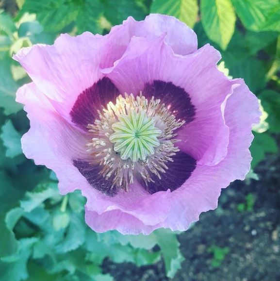 Pavot 'Large Lavender' bio