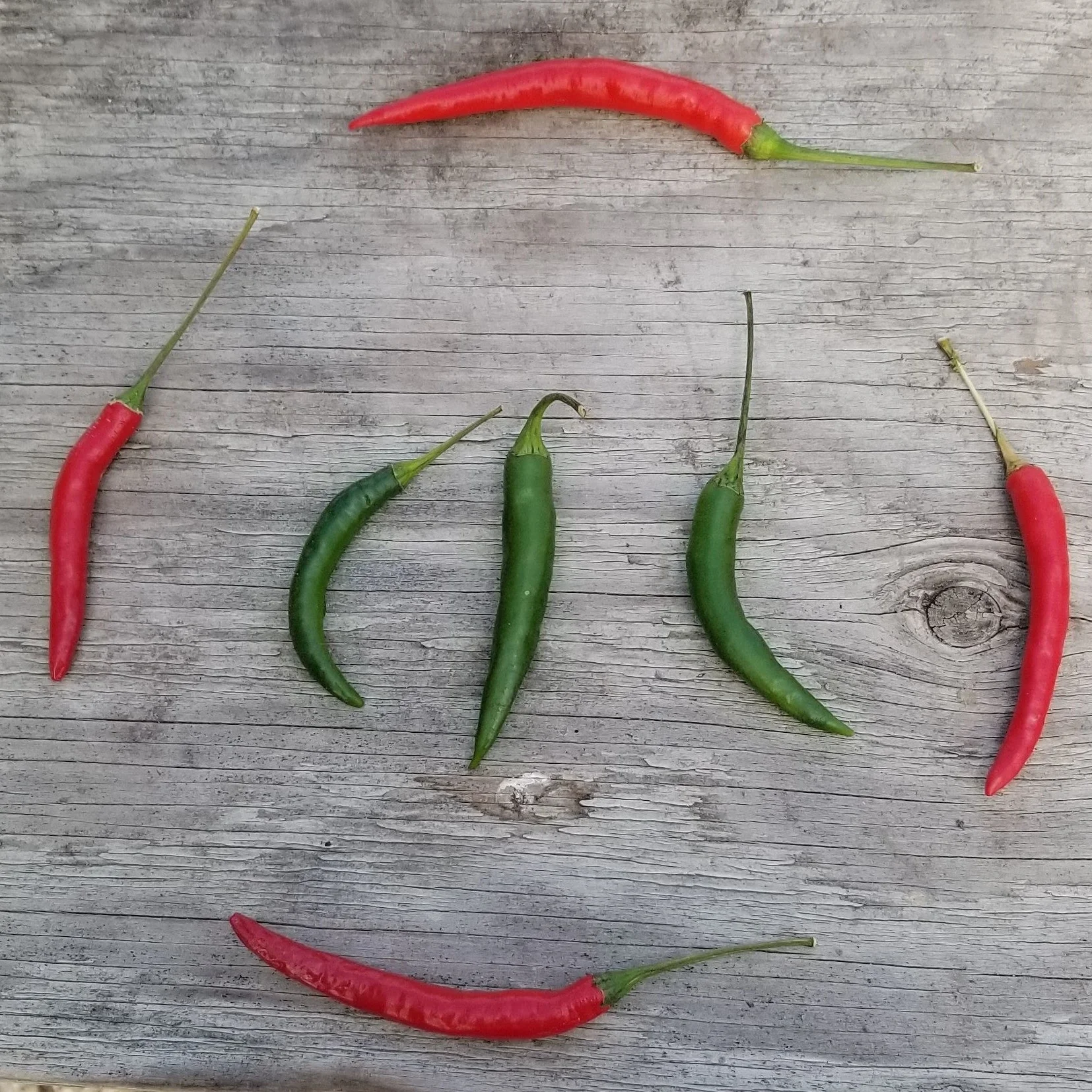Piment fort 'Damini' bio