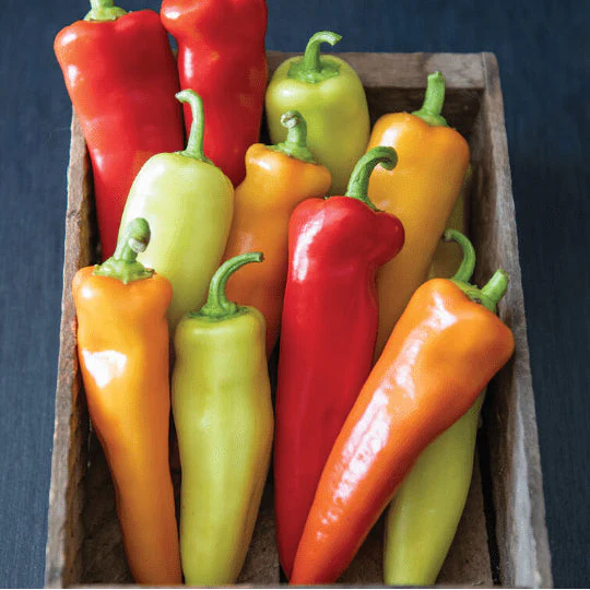 Piment fort 'Johnny's Hungarian Hot Wax' bio
