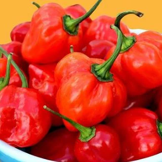 Piment fort 'Red Habanero' bio