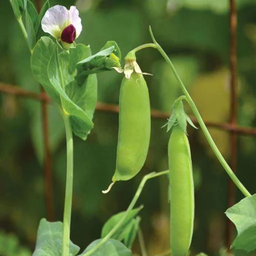 Pois mange-tout 'Dwarf Grey Sugar' bio