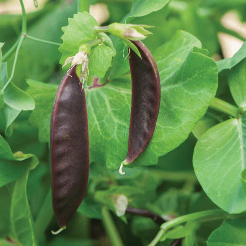 Pois mange-tout 'Royal Snow' bio