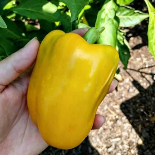Poivron 'Golden California Wonder' bio