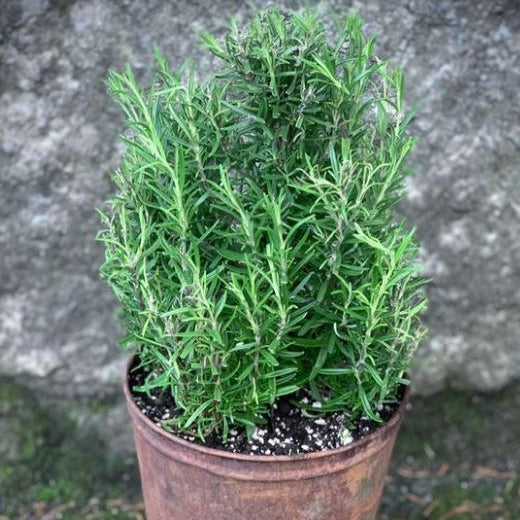 Romarin 'Rosemary' bio