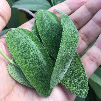 Sauge 'Fanni Common Sage' bio - Image 2
