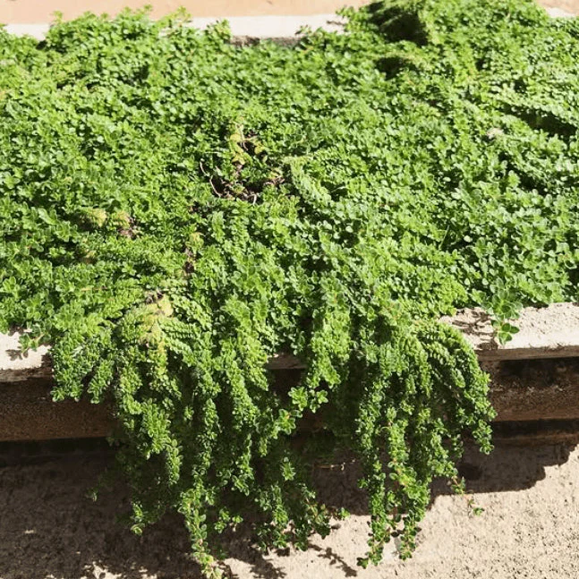 Thym 'Creeping Thyme' bio