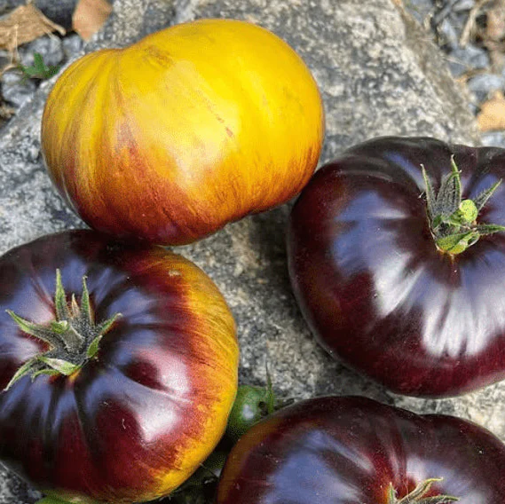 Tomate 'Alice Dream' bio
