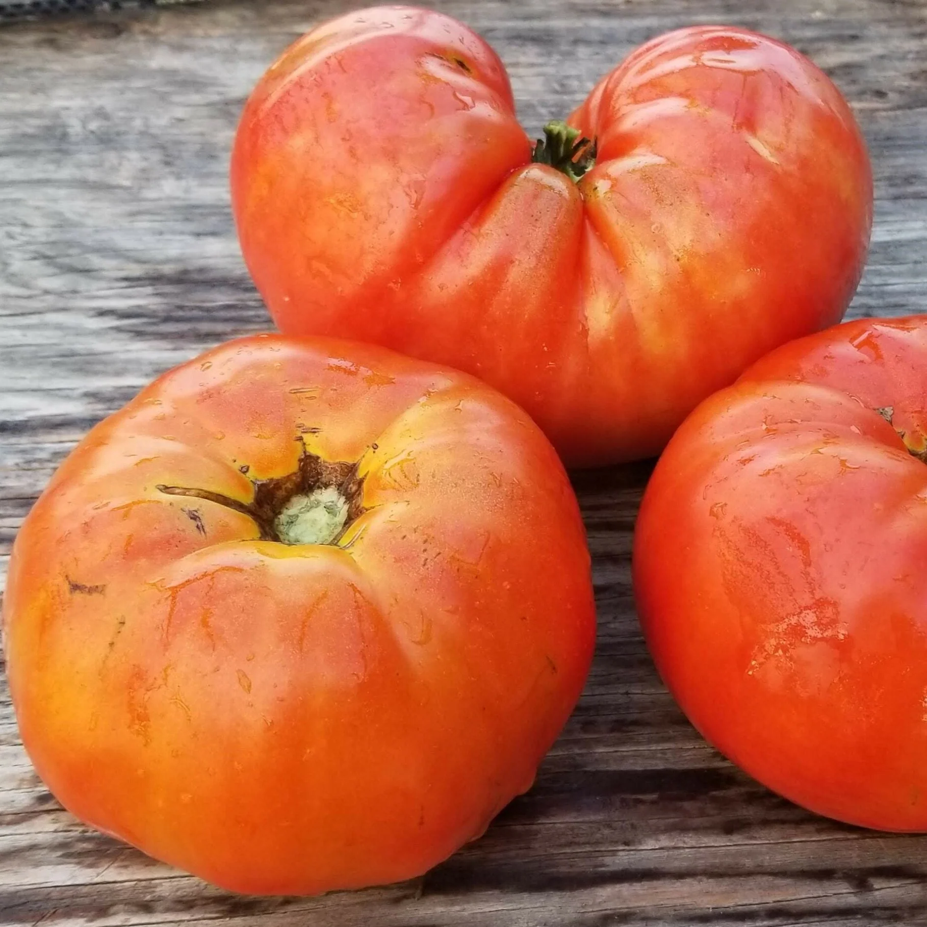 Tomate 'Aussie' bio