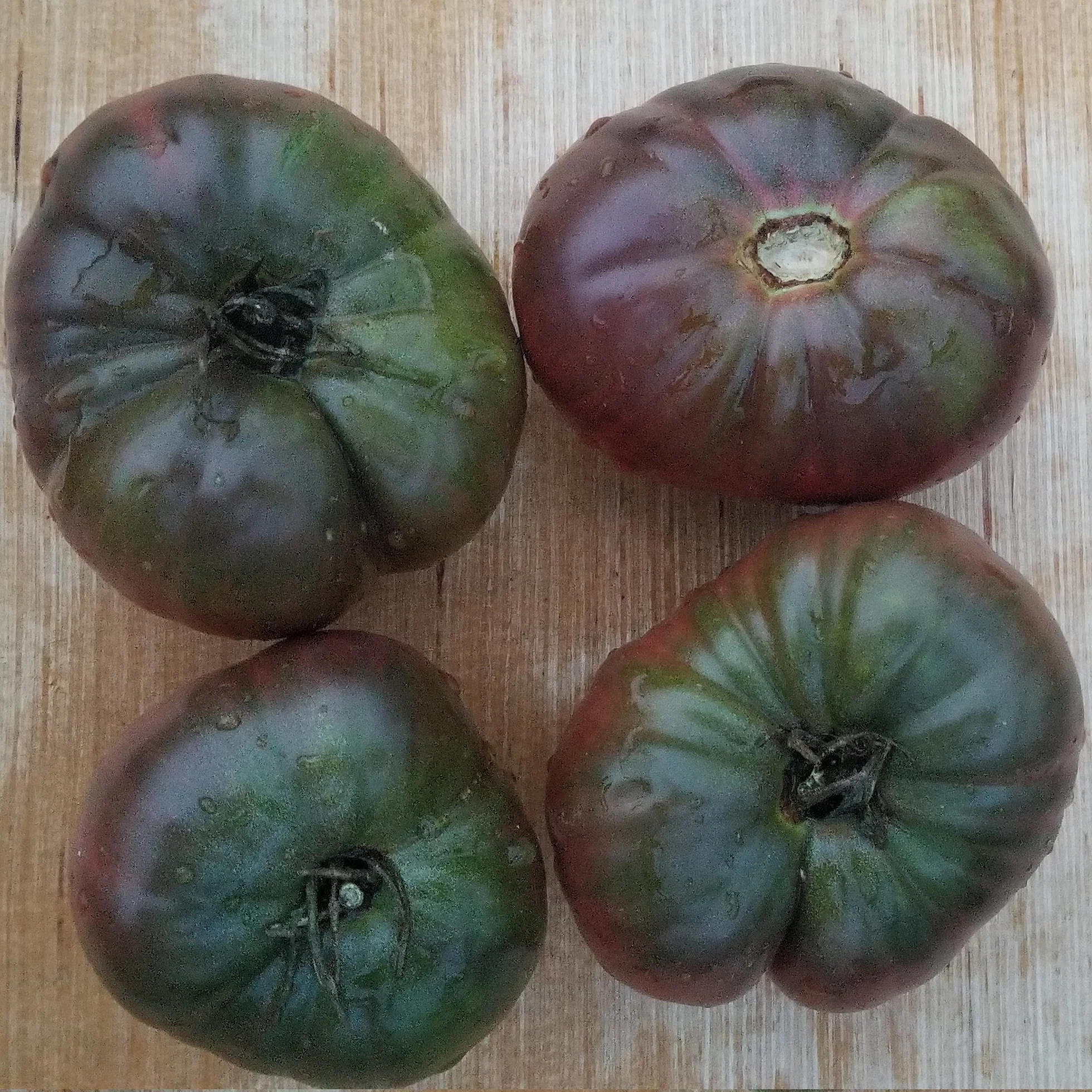 Tomate 'Black Seaman' bio