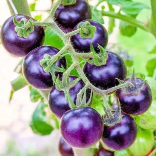 Tomate 'Bosque Plum Blue' bio