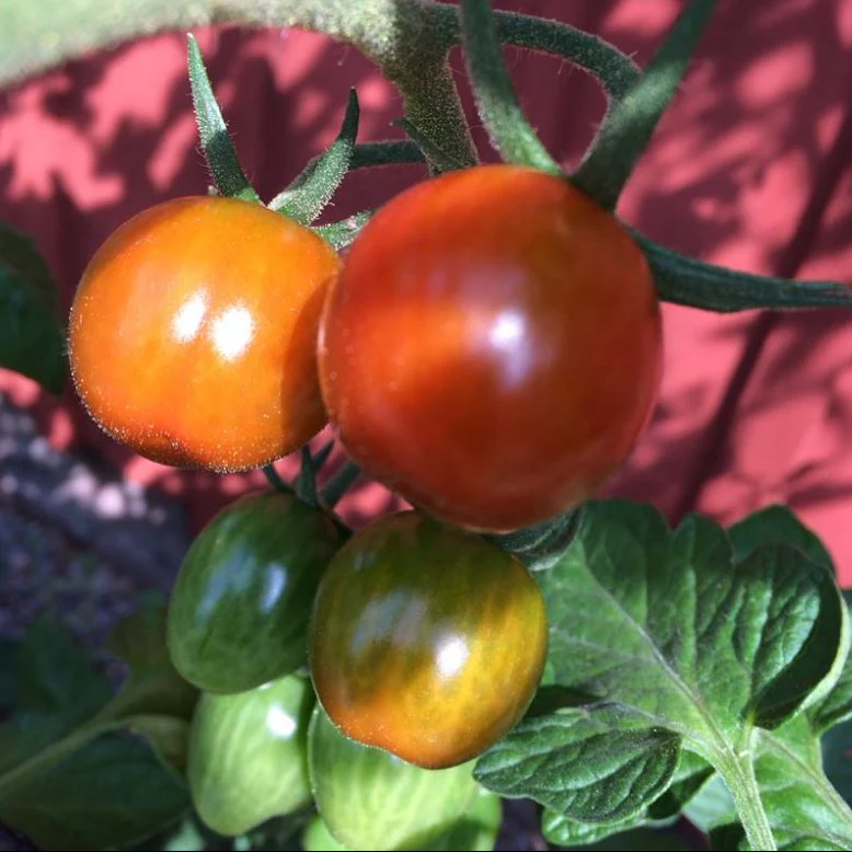 Tomate 'Brandywine Cherry' bio