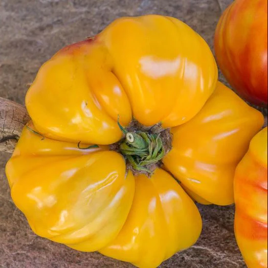 Tomate 'Candy Stripe' bio