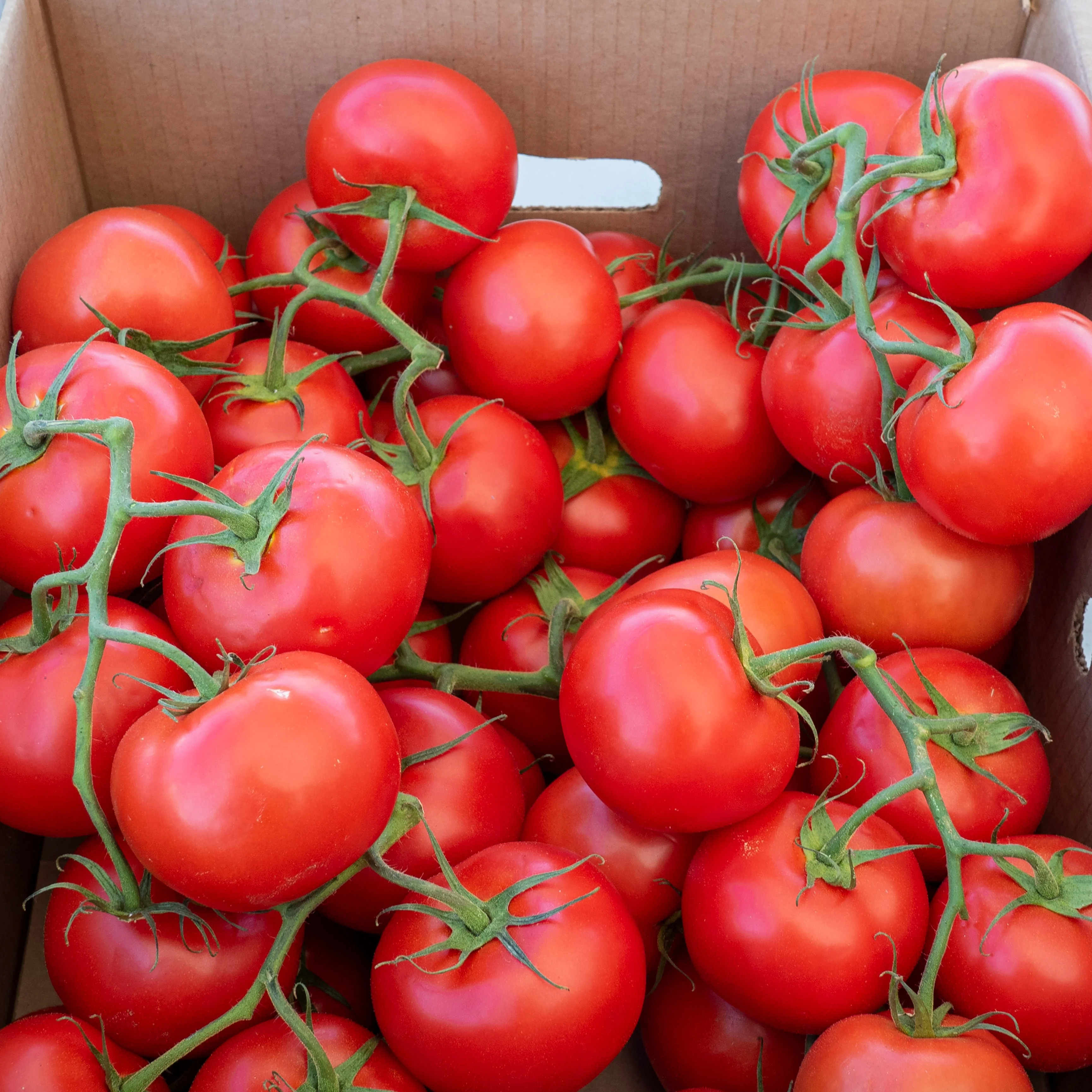 Tomate 'Carmello' bio