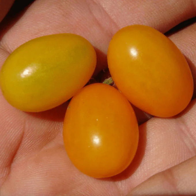 Tomate 'Cheeseman' bio