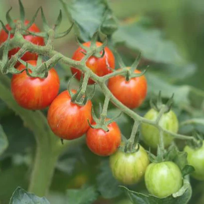 Tomate 'Cherry Ember' bio