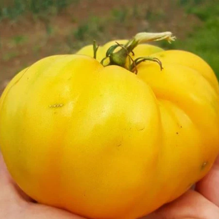 Tomate 'Dixie Golden Giant' bio - Image 2