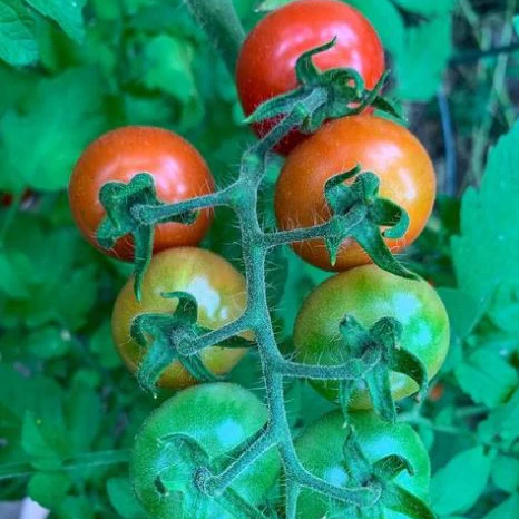 Tomate 'Fox Cherry' bio