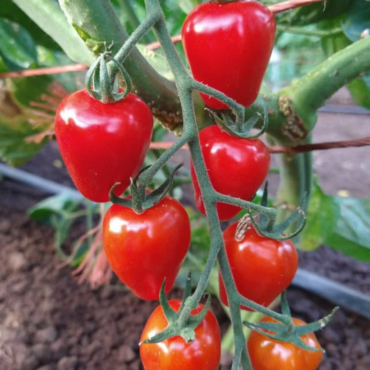 Tomate 'Gardener's Sweetheart' bio