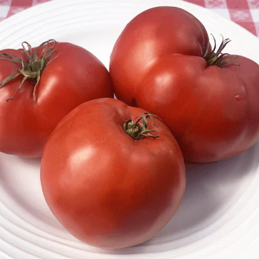 Tomate 'German Red' bio