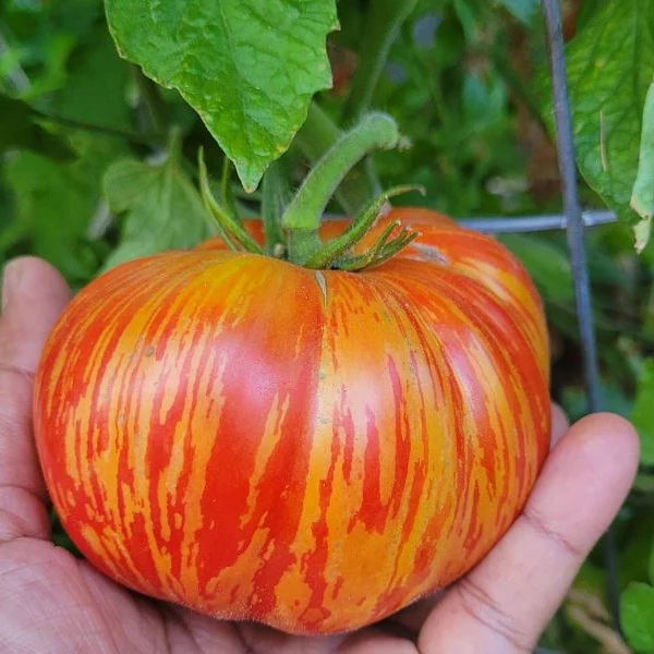 Tomate 'Get Stuffed' bio