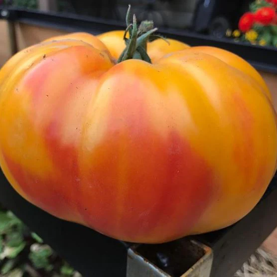 Tomate 'Gold Medal' bio