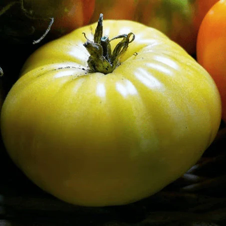 Tomate 'Great White' bio