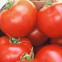 Tomate 'Heinz 1439' bio