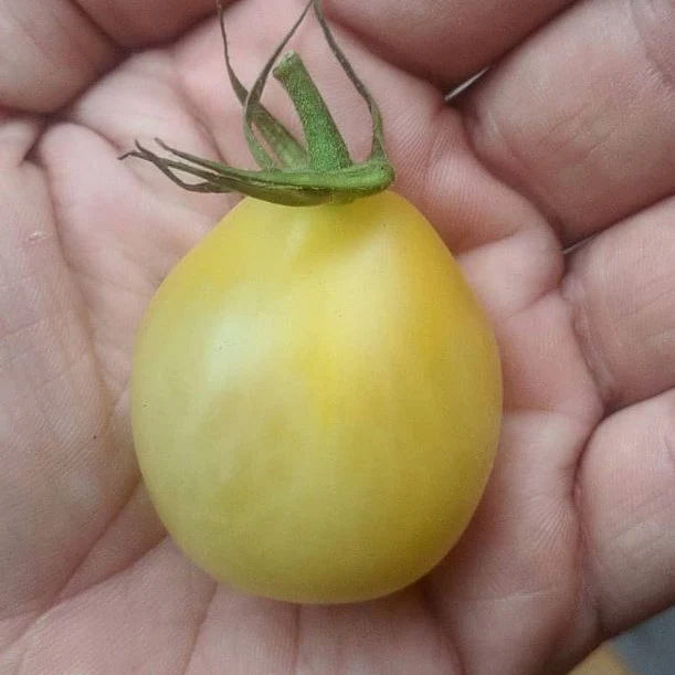 Tomate 'Ivory Pear' bio