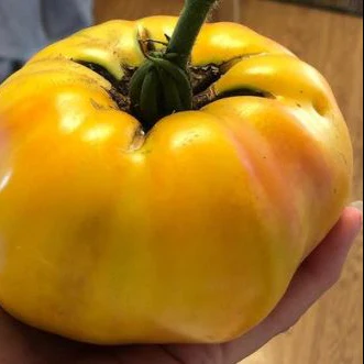 Tomate 'Jubilee' bio