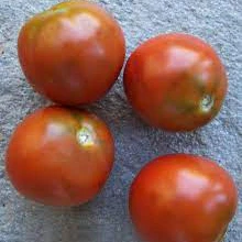 Tomate 'Kangaroo Paw Brown' bio
