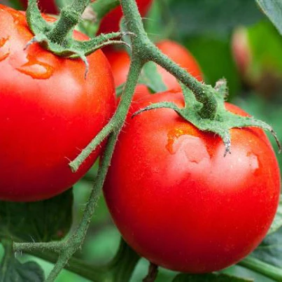 Tomate 'Latah' bio