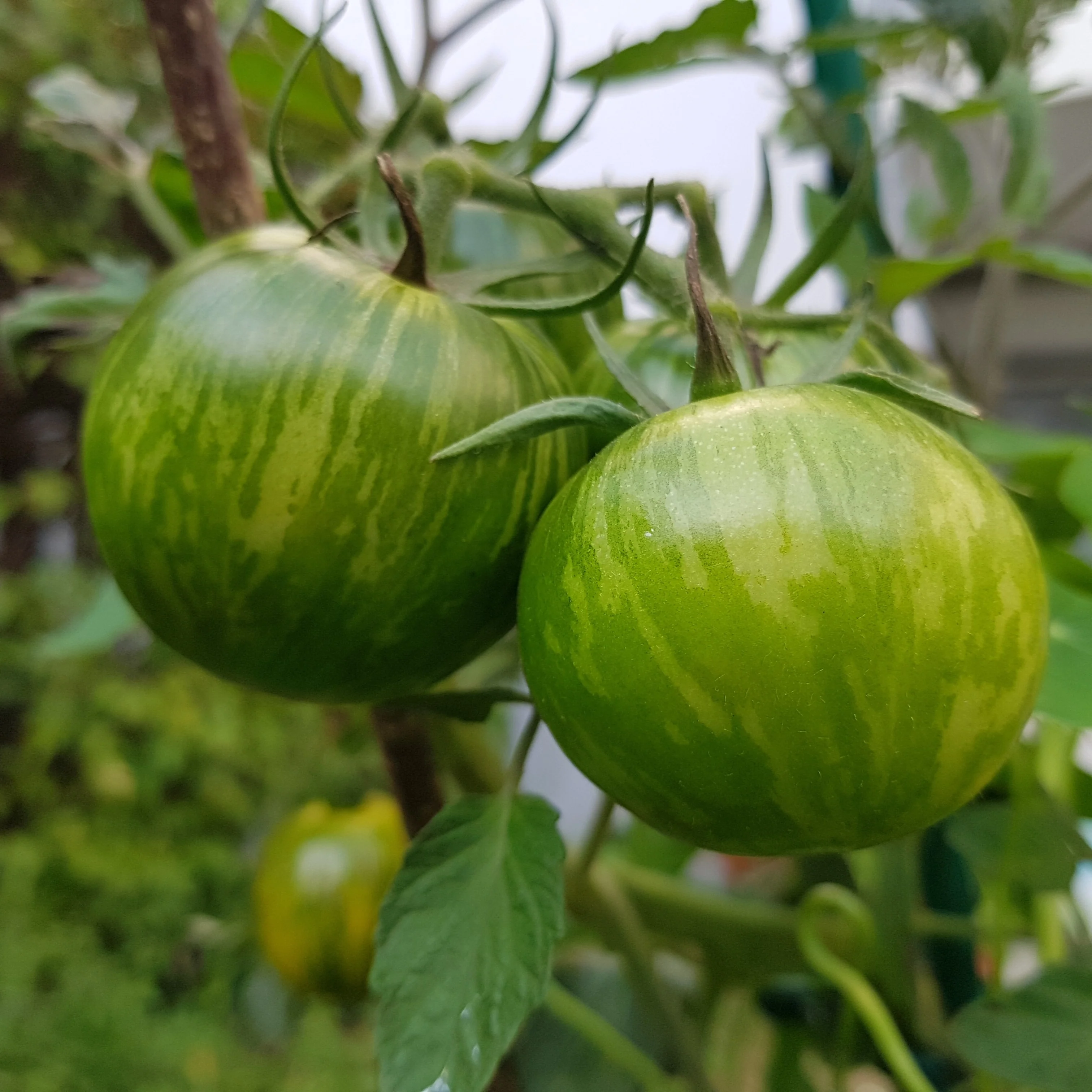 Tomate 'Lime Green Salad' bio