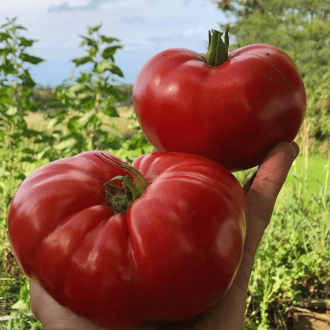 Tomate 'Magnum Beefsteak' bio