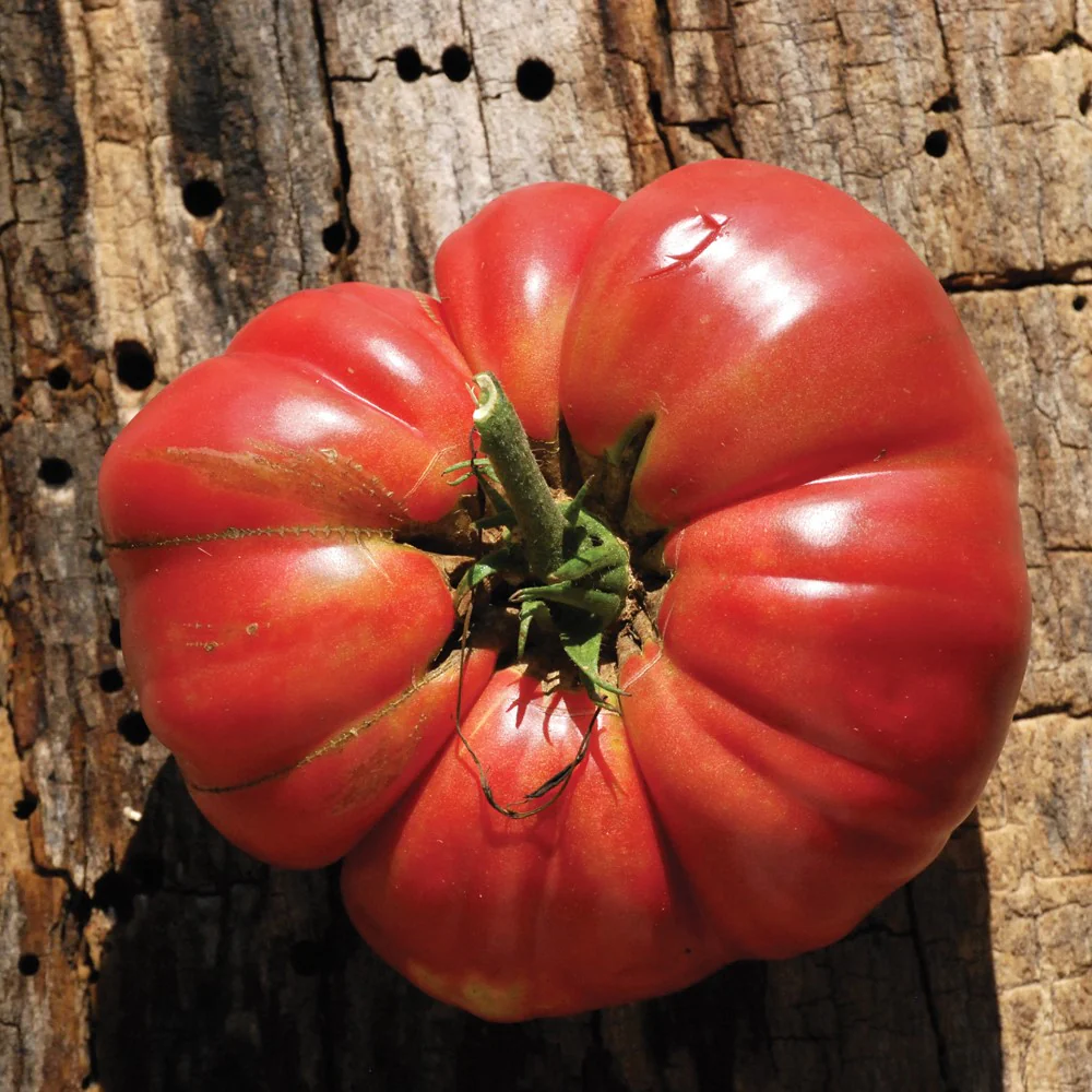 Tomate 'Mémé de Beauce' bio