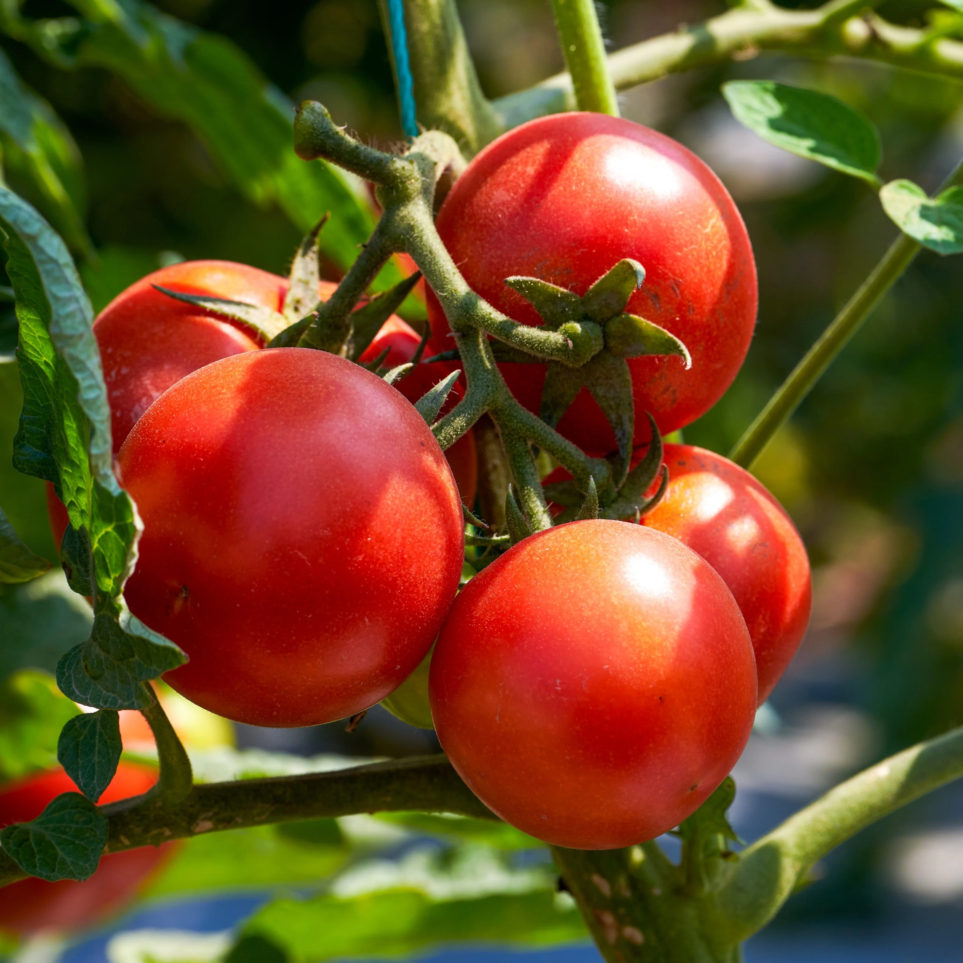 Tomate 'Montreal Tasty' bio