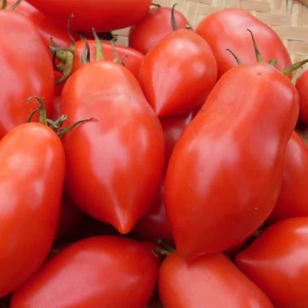 Tomate 'Napoli VF Fiaschetto' bio