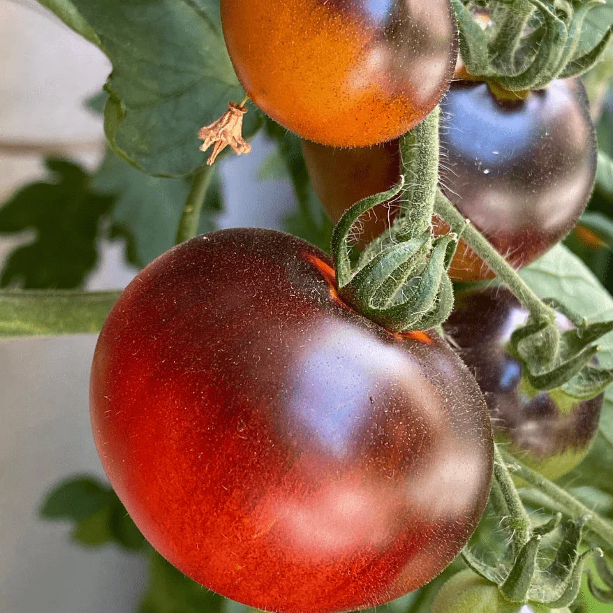 Tomate 'OSU Blue' bio