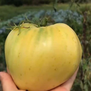 Tomate 'Oxheart Mix' bio - Image 2