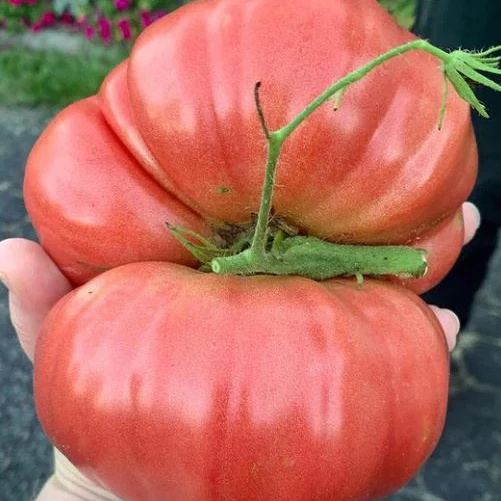 Tomate 'Ponderosa Pink' bio
